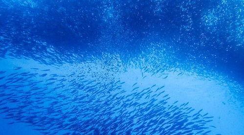 海洋深处手机在线观看,手机在线揭秘神秘海洋世界